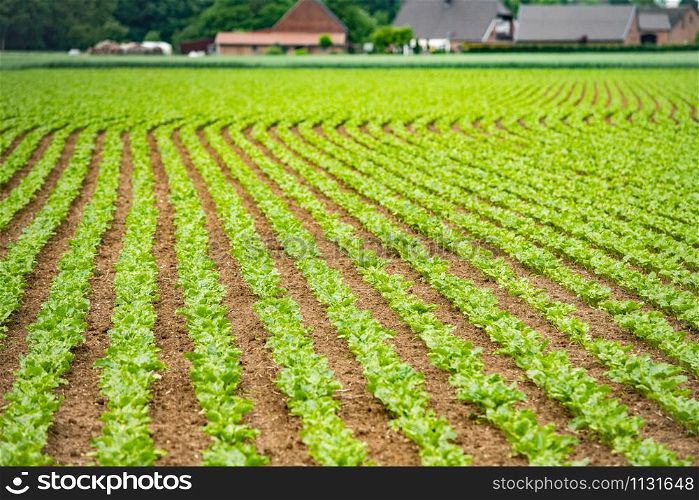 Rural vegetable fields. Lettuce, beetroot, spinach. Beautiful rural fields.