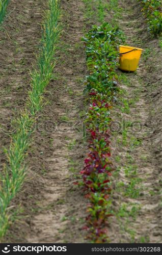 Rural view with yellow bucket on the treated field. Yellow bucket in furrow. Beet and onion furrows in Latvia.