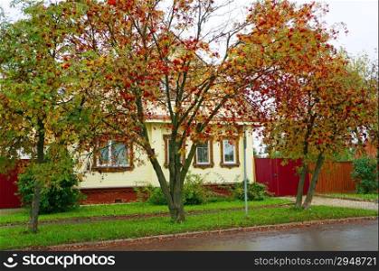 Rural yellow house and bushes in the autumn rowan Russian town of Suzdal