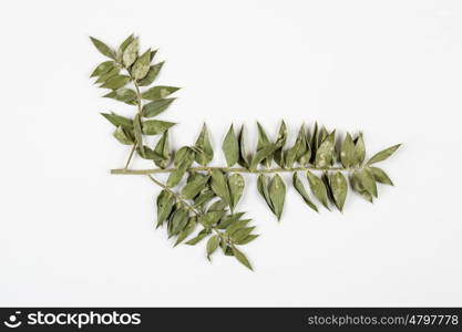 Ruscus herbarium on white background.