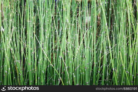 Rush plants in garden water container, stock photo