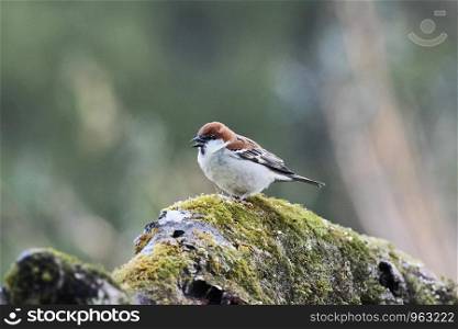 Russet Sparrow, Passer cinnamomeus, Sattal, Nainital, Uttarakhand, India.