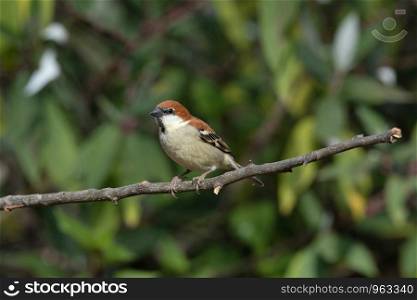 Russet sparrow, Passer cinnamomeus, Sattal, Nainital Uttarakhand, India