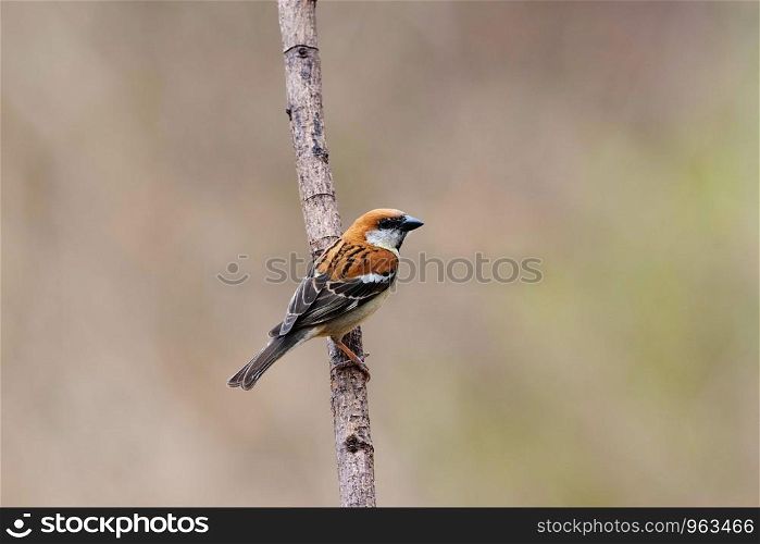 Russet sparrow, Passer cinnamomeus, Sattal, Nainital Uttarakhand, India