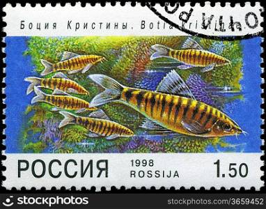 RUSSIA - CIRCA 1998: A post stamp printed in Russia shows fish. Circa 1998