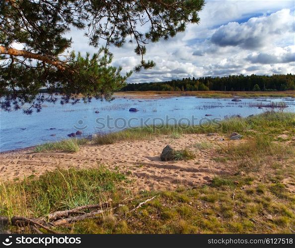 Russia. Pine branches over the sandy coast of the Gulf of Finland