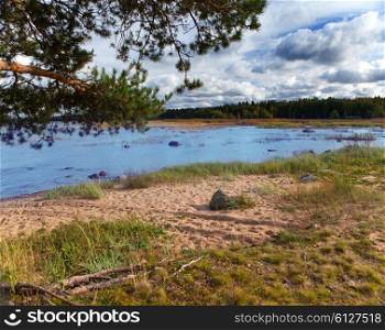 Russia. Pine branches over the sandy coast of the Gulf of Finland