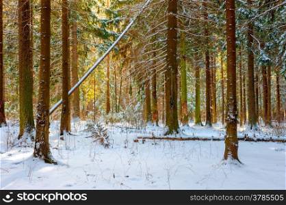Russian beautiful fir forest on a winter morning