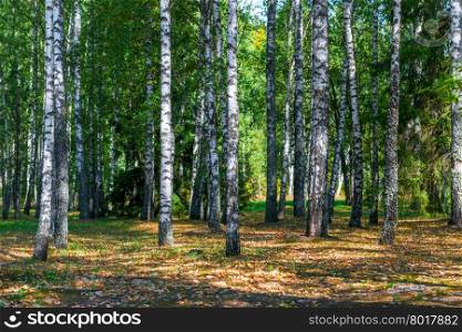 Russian birch forest in early autumn at dawn
