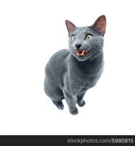 russian blue cat isolated on white