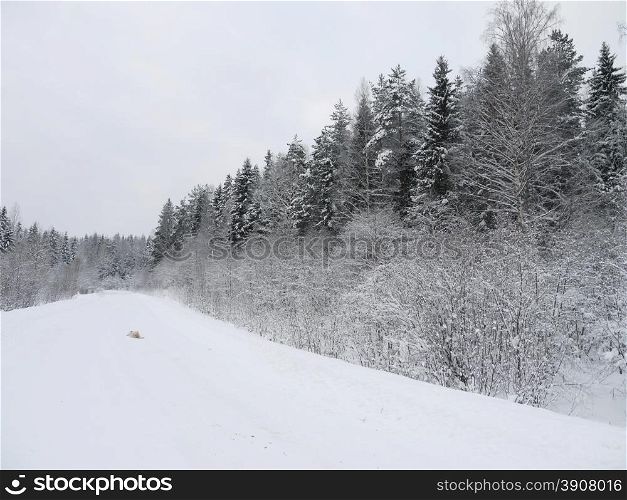 Russian forest in winter
