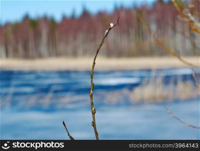 Russian landscape.Buds on willow background Spring Lake. Spring flooding