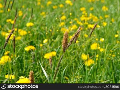 Russian meadow with dandelions and Timothy-grass .Arkhangelsk region. Russian North.