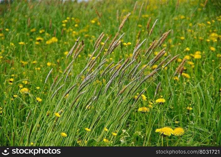 Russian meadow with Timothy-grass.Arkhangelsk region. Russian North.