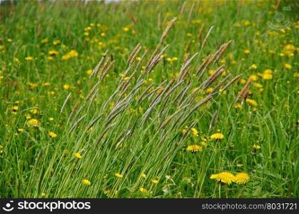 Russian meadow with Timothy-grass.Arkhangelsk region. Russian North.