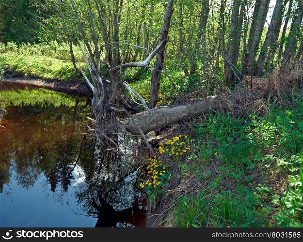 Russian spring meadow.Arkhangelsk oblast.Russian North.