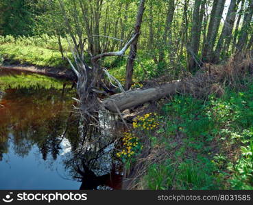 Russian spring meadow.Arkhangelsk oblast.Russian North.