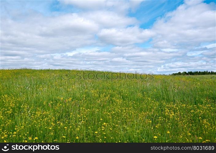 Russian spring meadow with flowers.Arkhangelsk region. Russian North.