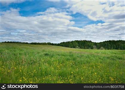 Russian spring meadow with flowers.Arkhangelsk region. Russian North.