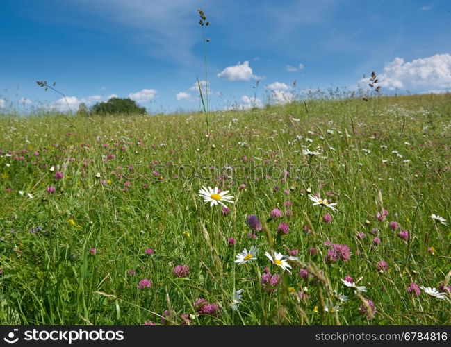 Russian summer meadow.Arkhangelsk region, Russia