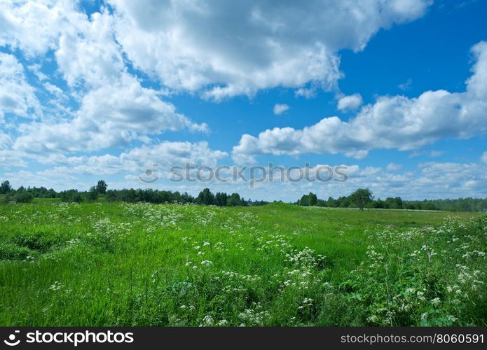 Russian summer meadow.Arkhangelsk region, Russia