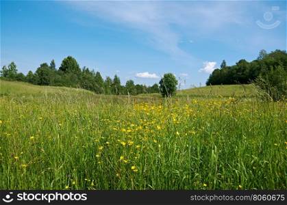 Russian summer meadow.Arkhangelsk region, Russia
