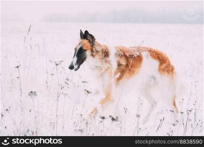 Russian Wolfhound Hunting Sighthound Russkaya Psovaya Borzaya Dog During Hare-hunting At Winter Day In Snowy Field.