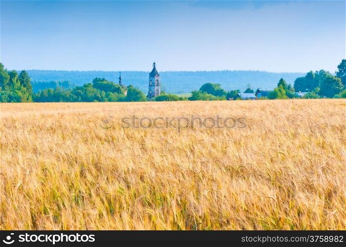 Russian yellow field with wheat harvest
