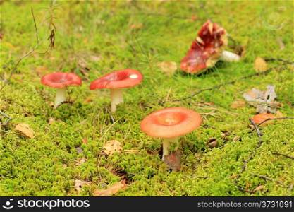 Russule on the background of moss in the forest (Russula paludosa).