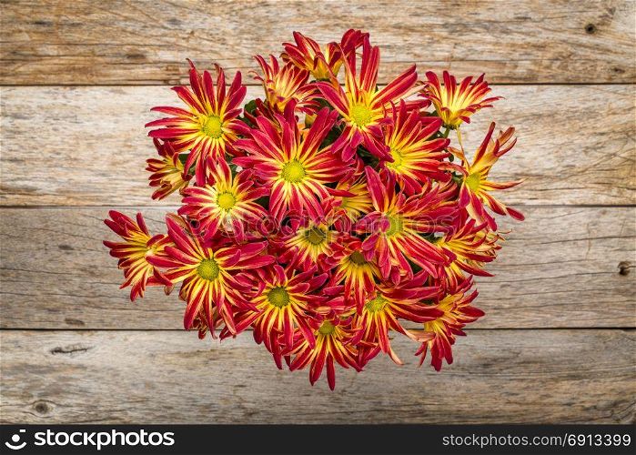 rustic barn wood background with a pot of fall mums