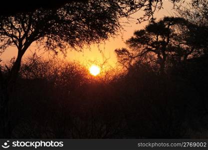 Rustic Bushveld Sunset Trough Silhouetted African Trees