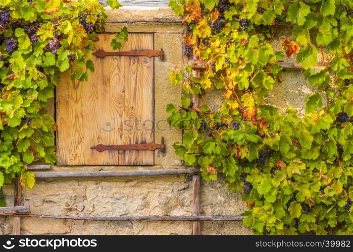 Rustic image in autumnal settings with the wooden trapdoor and the hanging grape vines, on the wall of an old german house