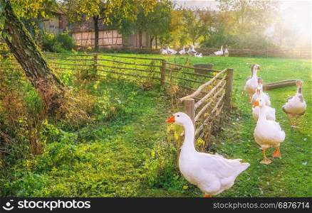 Rustic landscape illustrating the charm of countryside life, with a flock of white geese coming out of the yard, in a single row.