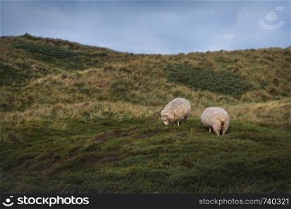 Rustic landscape with two woolly sheep grazing on dunes with grass and green moss, on a sunny day, on Sylt island, Germany.