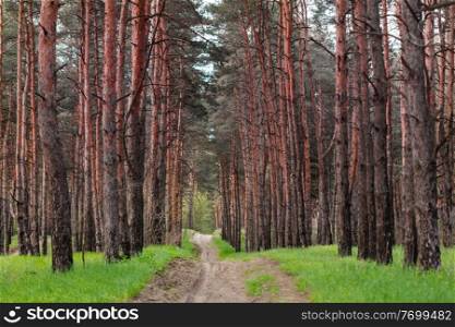 Rustic road in summer forest