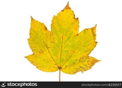 Rusty maple leaf as an autumn symbol, isolated white background