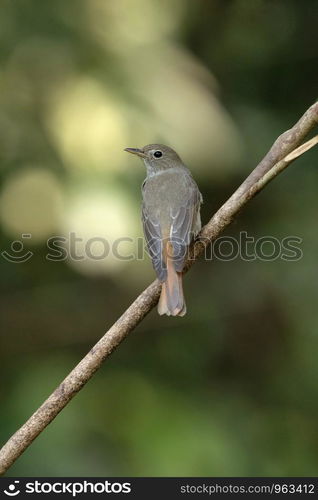 Rusty tailed flycatcher, Ficedula ruficauda, Salim Ali Bird Sanctuary, Thattekad, Kerala, India