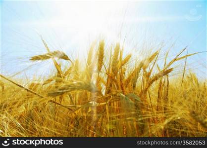 Rye field on a beautiful sunny sky background