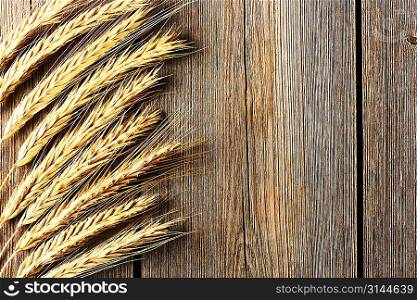 Rye spikelets on wooden background