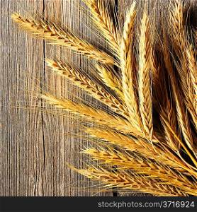 Rye spikelets on wooden background