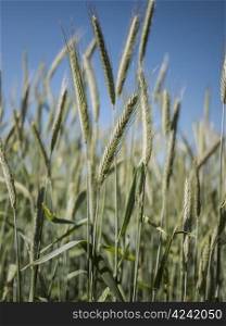 Ryefield. Rye - a cereal that is found mainly in the temperate zones, and mainly used as food, beverages and animal feed