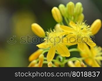 S. African plant Bulbine natalensis also known with common name Bulbine