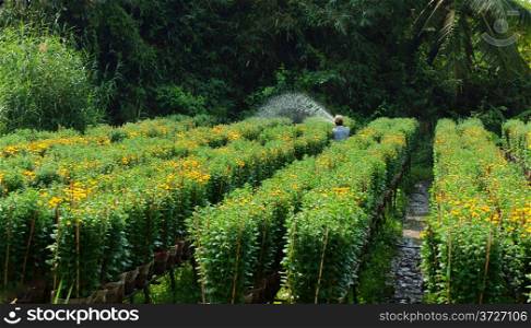 SA DEC, VIET NAM - JANUARY 26: Farmer working on farmland, he watering the plant for daisy flower tree in Sadec on January 26, 2013