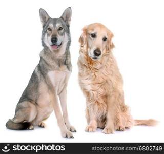 Saarloos wolfdog and golden retriever in front of white background