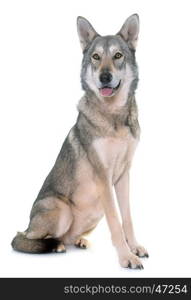 Saarloos wolfdog in front of white background