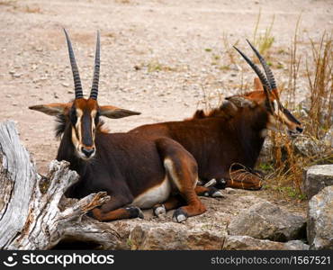 sable antelope in the zoo