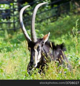 sable antelope lying in green grass in summer day