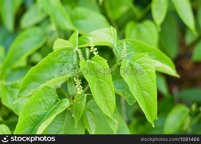 Sacha Inchi leaves or inca peanut palnt growing on tree in the garden / star inca