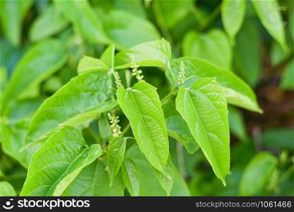 Sacha Inchi leaves or inca peanut palnt growing on tree in the garden / star inca