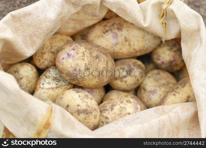 Sack of freshly harvested organic Kestrel potatoes.